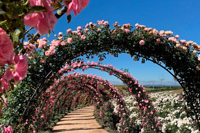 Mátria - Parque de Flores